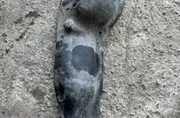 Друг панел под прикритие