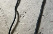 Гумено уплътнение на предна лява врата