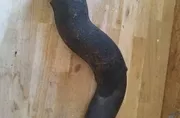 Ляв маркуч на интеркулера